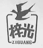 梓光