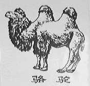 骆驼
