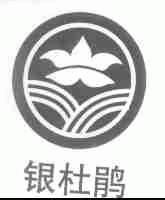 银杜鹃