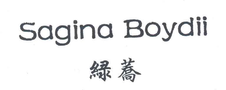 绿荞;SAGINA BOYDIL