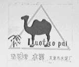 骆驼