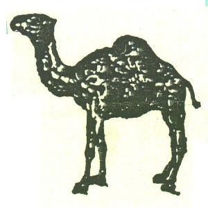 骆驼