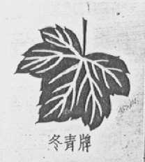 冬青