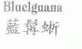 蓝髯蜥;BLUELGUANA