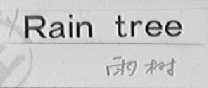 RAIN TREE