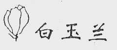 白玉兰