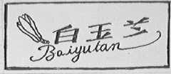 白玉兰