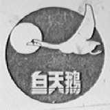 白天鹅