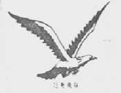 雄鹰
